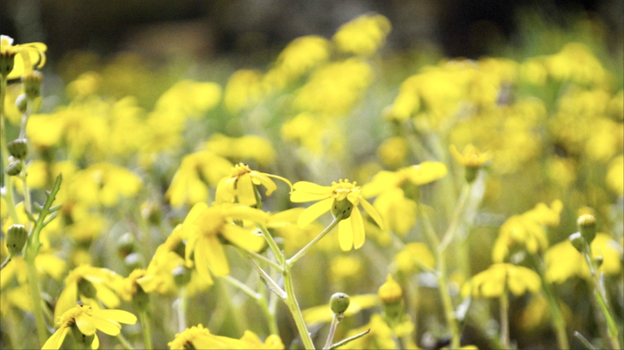 0 Bedroom Property for Sale in Hopefield Western Cape